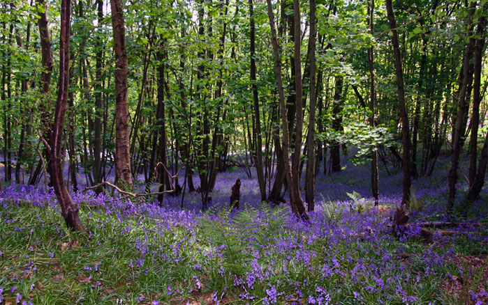 bluebell woods at St Ives campsite