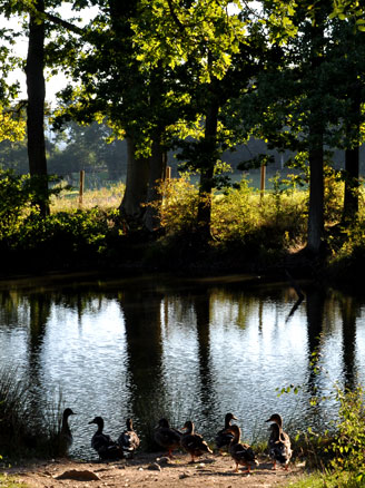 duck ponds St Ives Farm